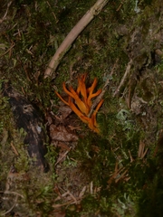 Clavariaceae