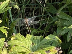 Sympetrum vicinum