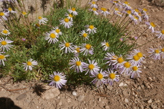 Erigeron barbellulatus