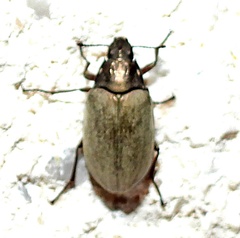 Bothrotes canaliculatus