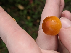 Hygrocybe