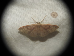 Idaea degeneraria