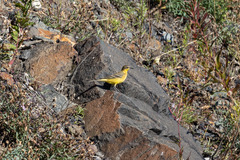 Motacilla tschutschensis