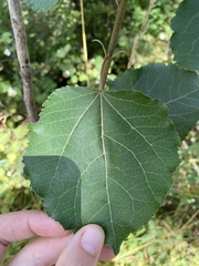 Populus balsamifera
