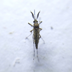 Aedeomyia squamipennis