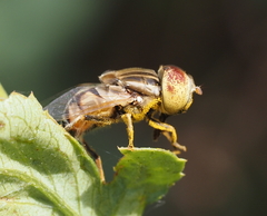 Eristalinus arvorum