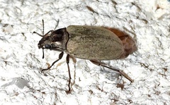 Bothrotes canaliculatus