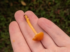 Hygrocybe
