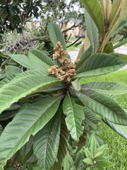 Eriobotrya japonica