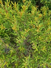 Lyonia ferruginea