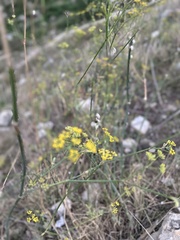 Foeniculum vulgare