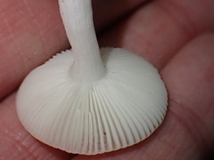 Russula fragilis