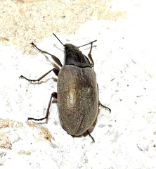 Bothrotes canaliculatus