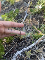 Symphyotrichum falcatum