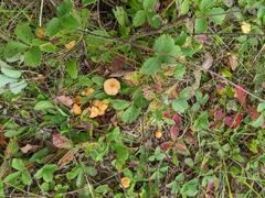 Hygrocybe