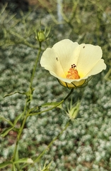 Hibiscus coulteri