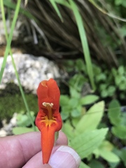 Erythranthe cinnabarina