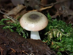 Russula fragilis