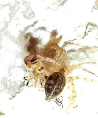 Oecobius