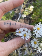 Symphyotrichum falcatum