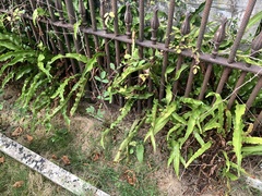 Asplenium scolopendrium