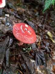 Russula rosacea