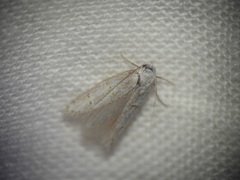 Symmocoides oxybiella