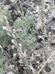 Artemisia frigida