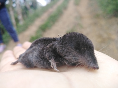 scaly-footed small-eared shrew (Cryptotis squamipes) — Least Concern Mammalia