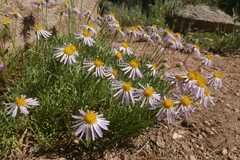 Erigeron barbellulatus
