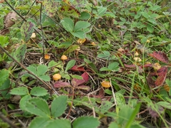 Hygrocybe