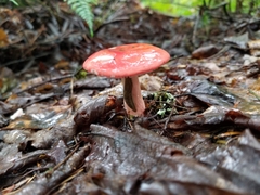 Russula rosacea