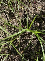 Cyperus rotundus