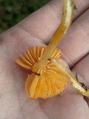 Hygrocybe