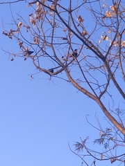 Molothrus bonariensis