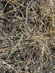 Mirabilis linearis