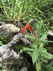 Erythranthe cinnabarina