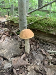 Leccinum insigne