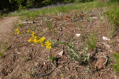Crepis intermedia