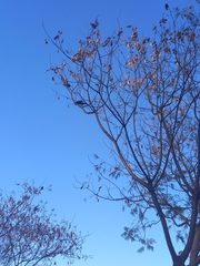 Molothrus bonariensis