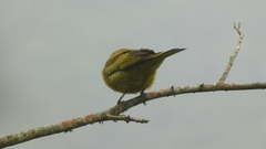 Thraupis palmarum
