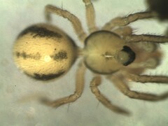 Minicia marginella