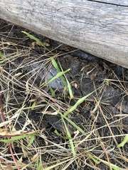 Solidago missouriensis