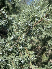 Juniperus scopulorum