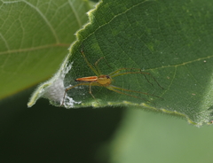 Oxyopes macilentus