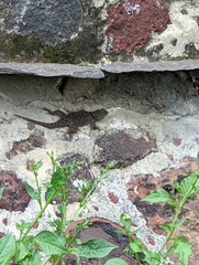 Sceloporus grammicus