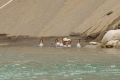 Mergus merganser americanus