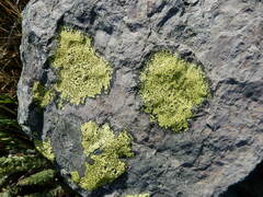 Rhizocarpon