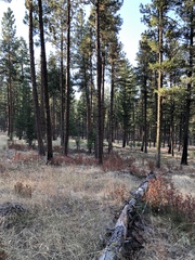 Solidago missouriensis
