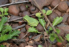 Hyla versicolor